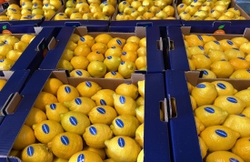 ¿Hay algo más refrescante y versátil que un buen limón?
